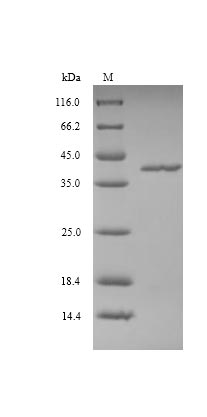 (Tris-Glycine gel) Discontinuous SDS-PAGE (reduced) with 5% enrichment gel and 15% separation gel.